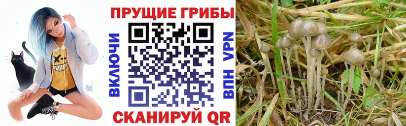 Псилоцибиновые грибы GOLDEN TEACHER  Кинель 